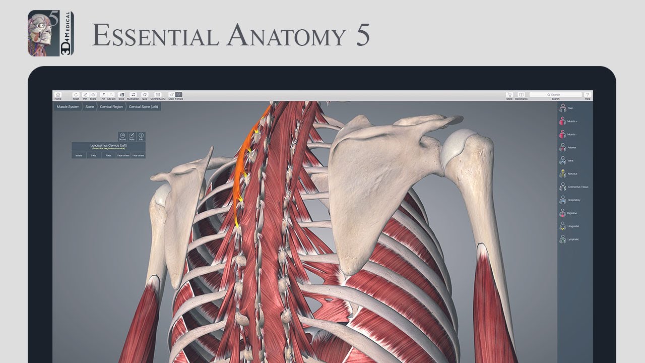 essential anatomy pc